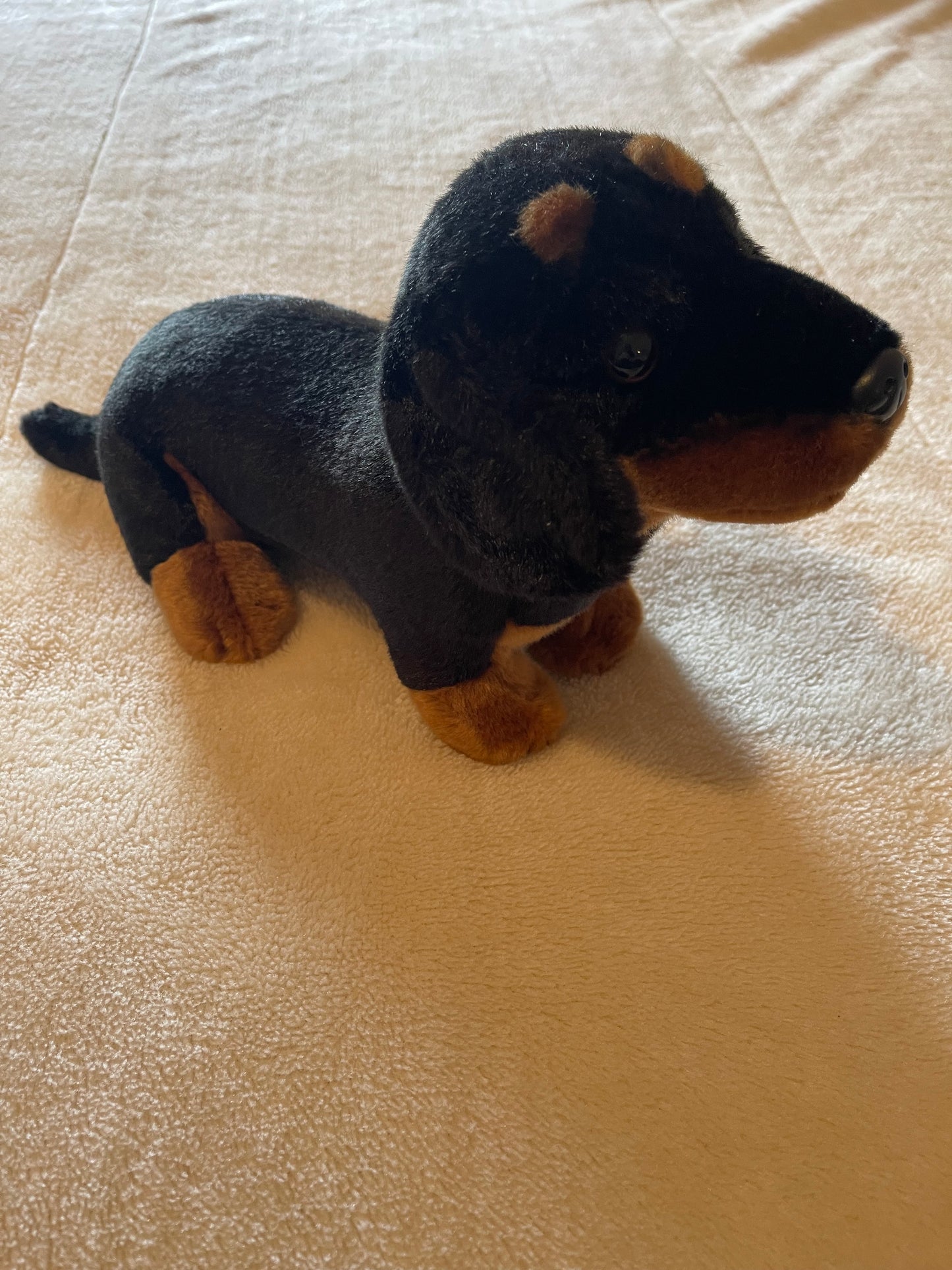 Dachshund Puppy